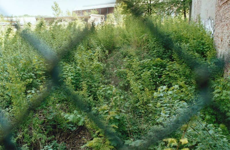 Foto durch einen Maschendratzaun auf wilde Stadtplanzen