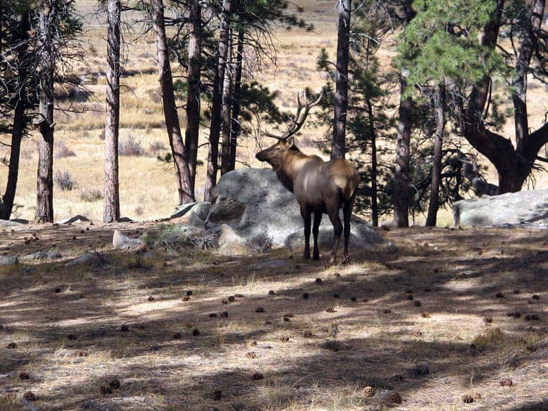 Ein Wapiti (sieht einem Elch ähnlich, im Wald)